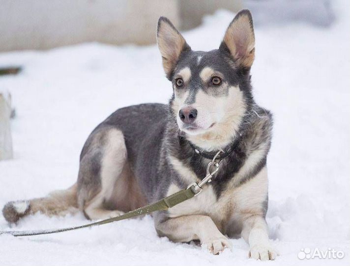 Щенок для семьи