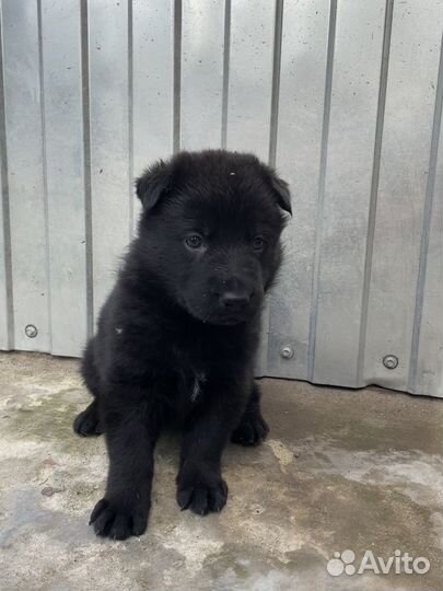 Щенки немецкой овчарки