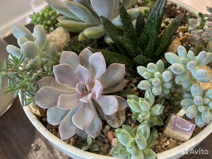 Граптоверия дебби