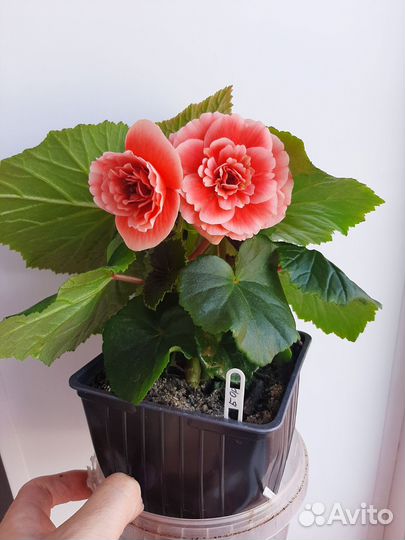 Бегония элатиор