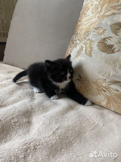Котенок