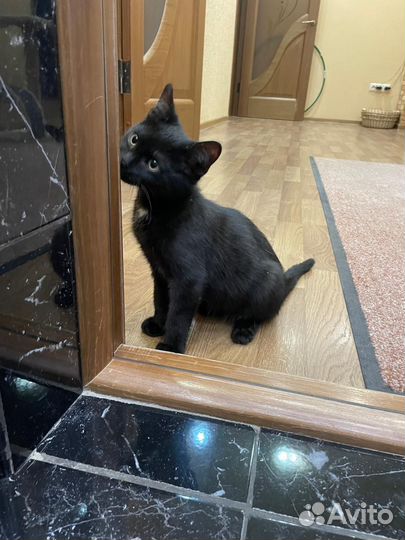 Черный котик в дар