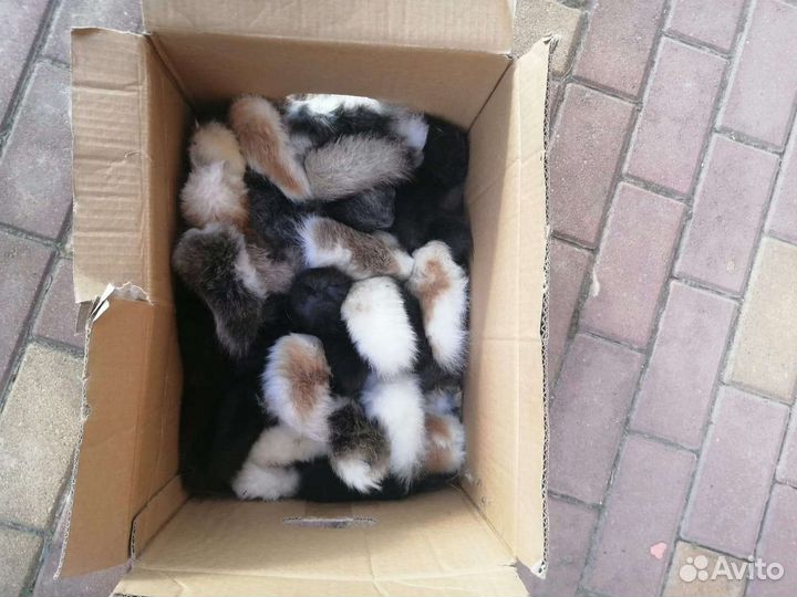 Кроличьи хвостики