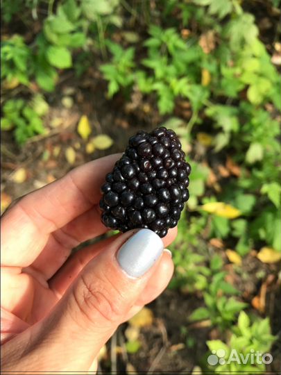 Ремонтантная Малина, Клубника