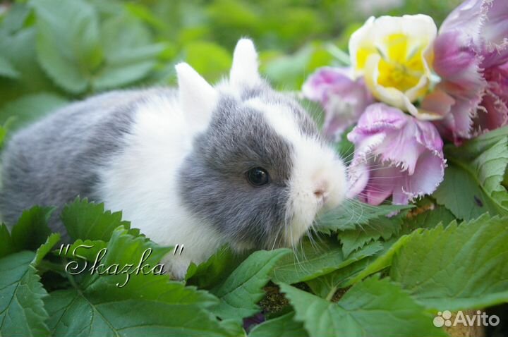 Декоративные крольчата