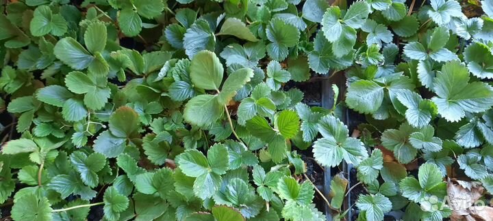 Клубника ремонтантная Альбион рассада