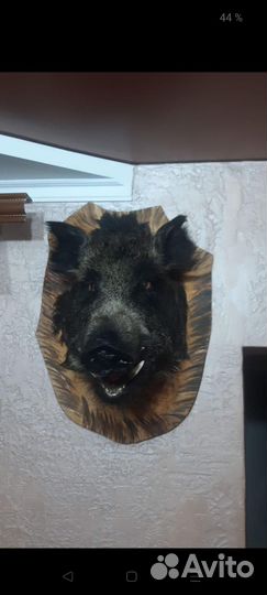 Чучело головы кабана