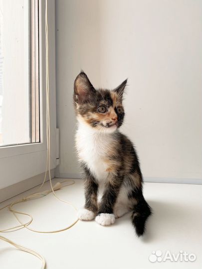 Котята воспитанные