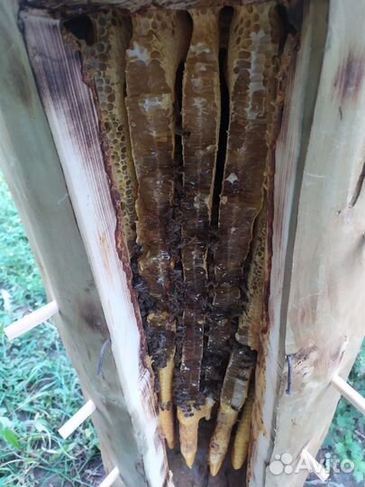 Дикий бортевой мед