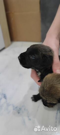 Малыши щенки