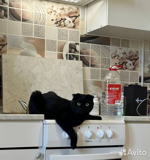 Отдадим в хорошие руки