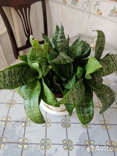 Цветок Сансевиерия