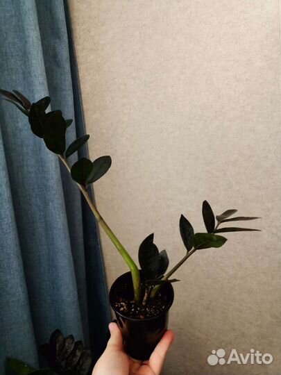 Замиокулькас Равен