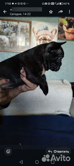 Французский бульдог щенки