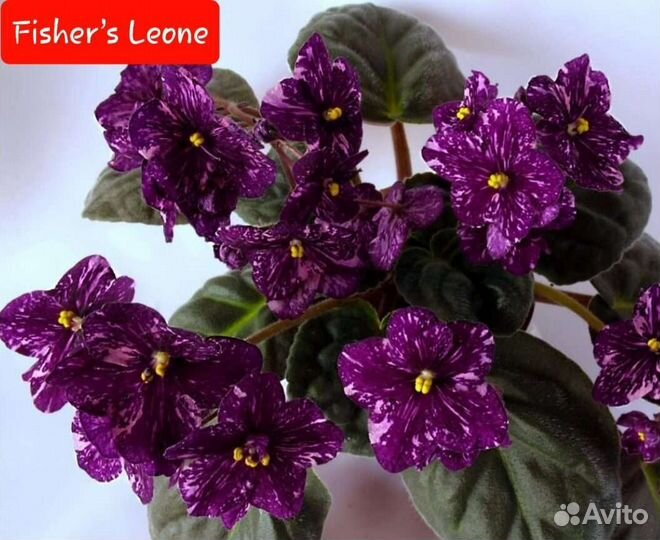 Сортовые фиалки