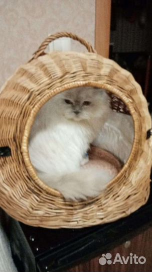 Котятники из лозы плакучей ивы