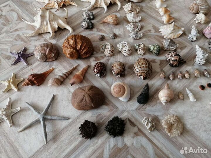 Коллекция морских раковин