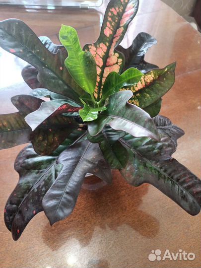 Кротон кодиеум Экселент