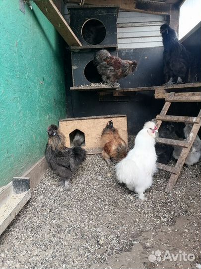 Петушки китайские шелковые