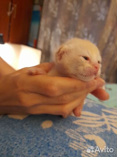 Бурманские лиловые котята с документами