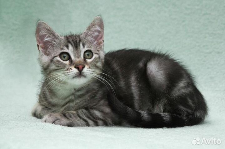 Мраморный милый котенок Пенн 3 месяца в дар