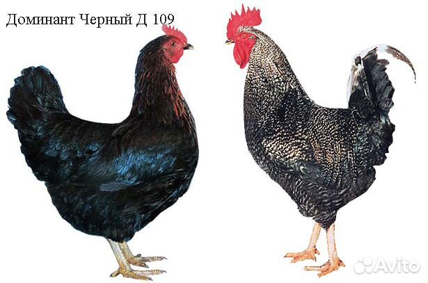Куры
