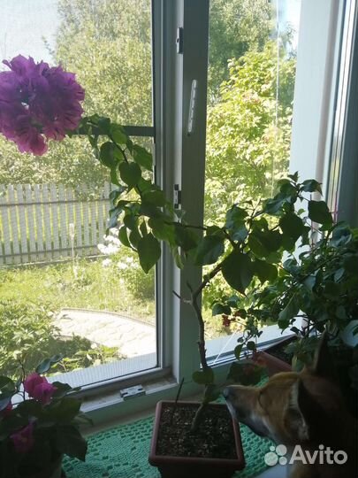 Бугенвилия