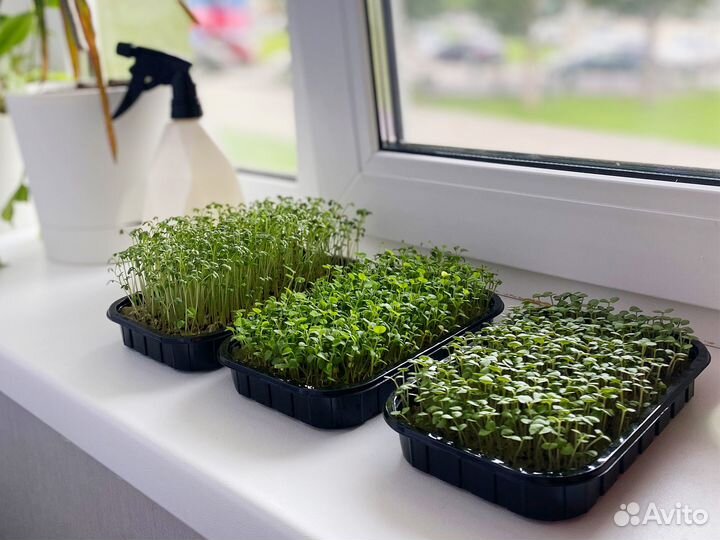 Семена Микрозелень от 50 грамм арт.0003