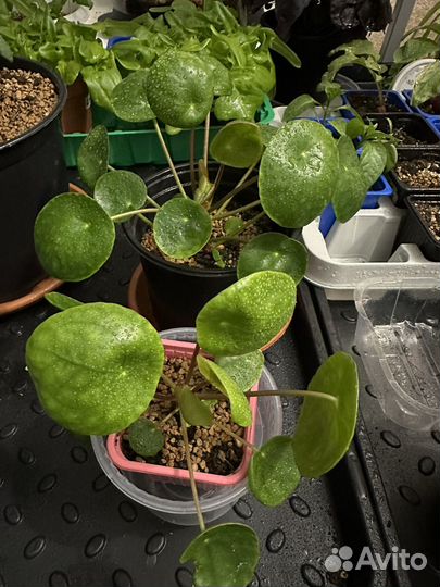 Пилея пеперомиевидная