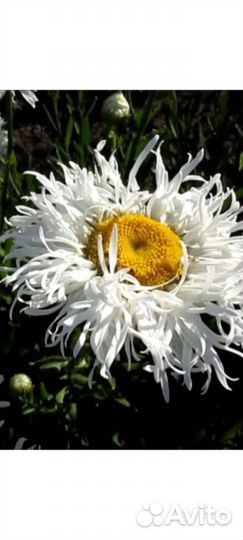 Ромашка кудрявая саженцы