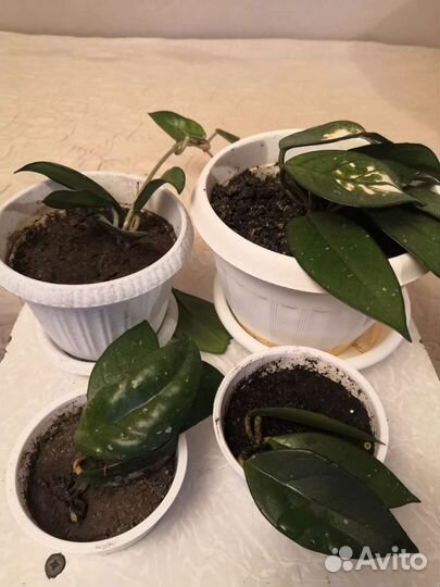 Комнатные цветы много