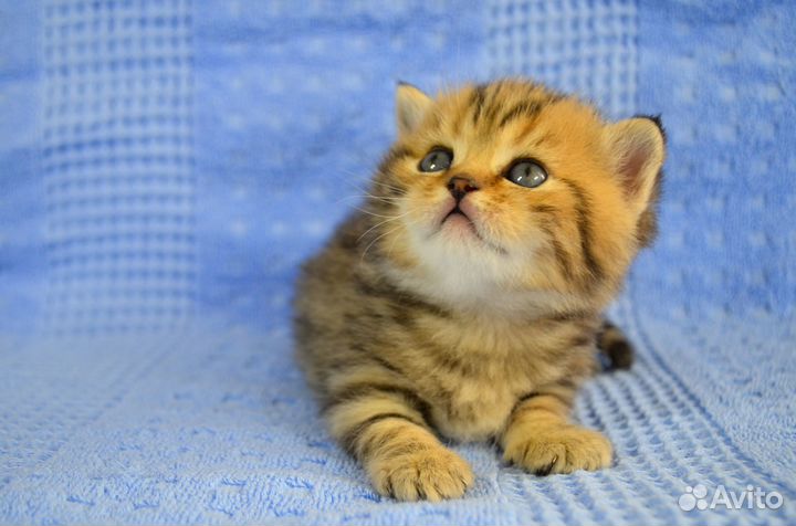 Британская Серебристая шиншилла Британские котята