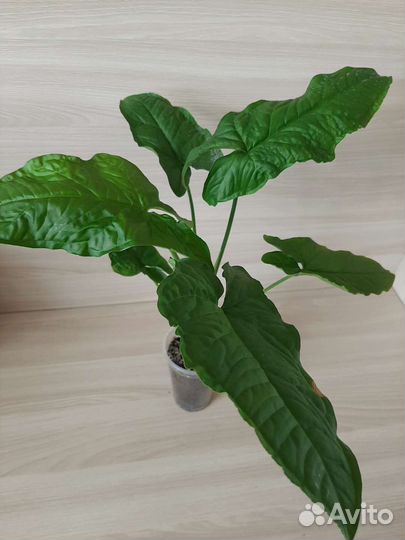 Сингониум Австралия