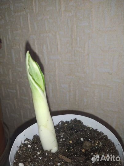 Сансевиерия манолин