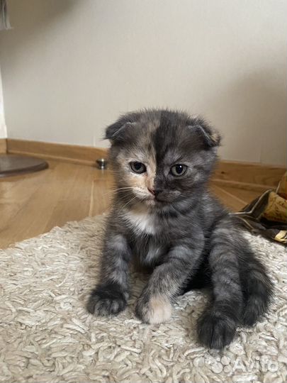 Шотландская вислоухая