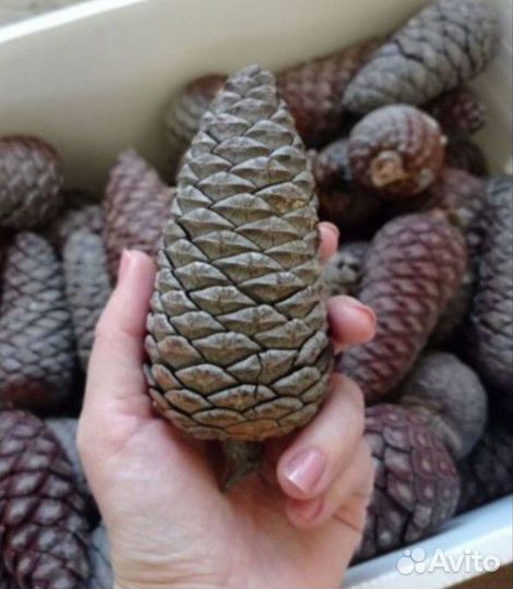 Шишки новогоднее