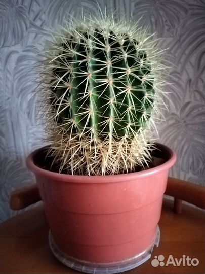 Кактус Грузони