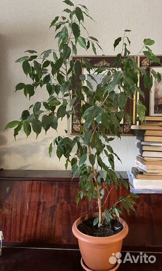 Фикус, кротон, декабрист и др