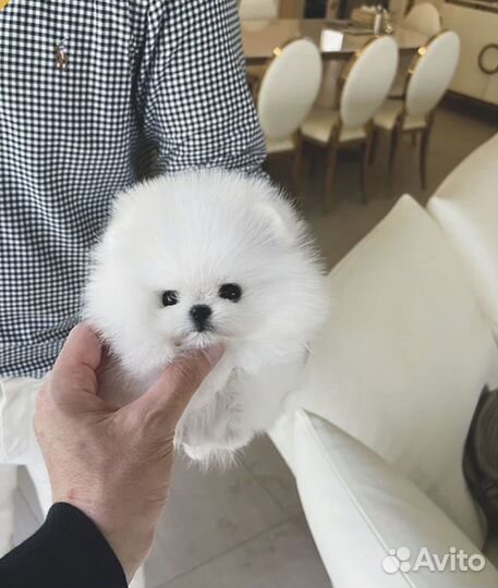 Микро и мини померанский шпиц эксклюзив медвежонок