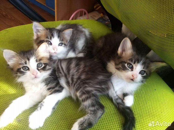 Отдам котят бесплатно, в хорошие руки