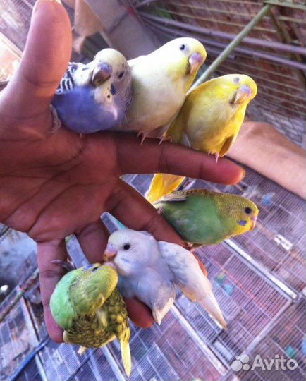 Волнистые попугаи