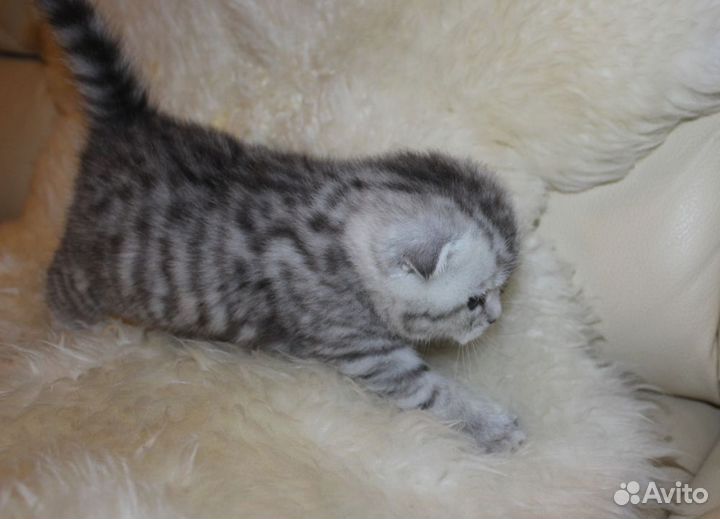 Шотландская