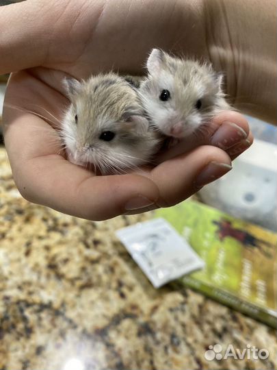 Джунгарские хомячки