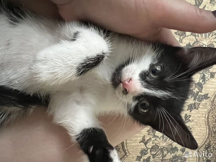 Котенок в дар