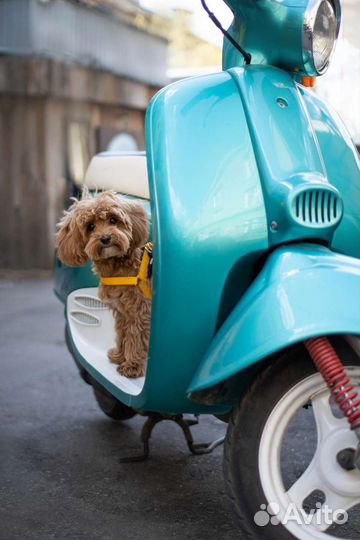 Фотограф- анималист