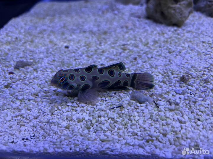 Морские рыбки и все для содержания