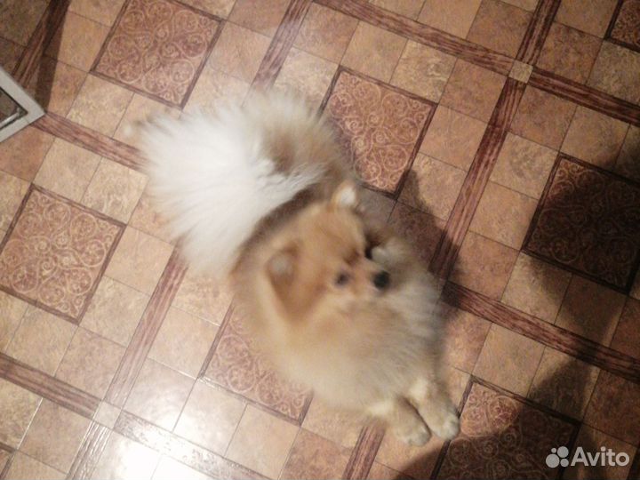 Померанский шпиц мини вязка