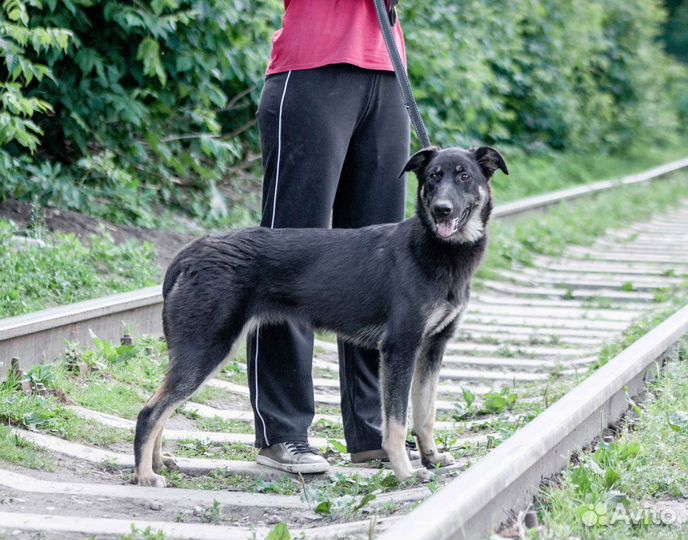 Собака-компаньон Настя в добрые руки