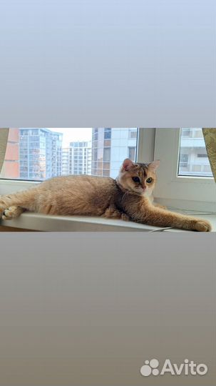 Кот для вязки