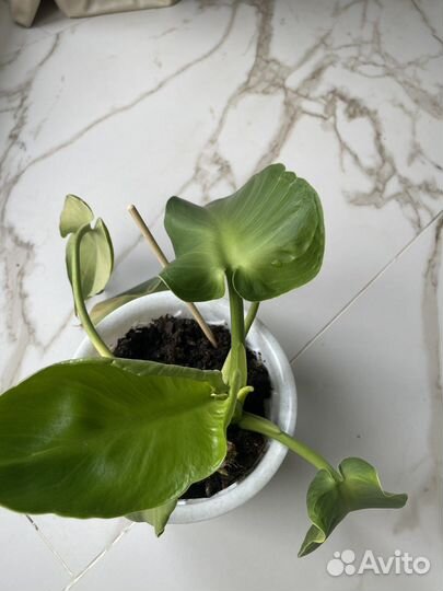 Филодендрон